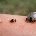 Larwa, nimfa i dorosły kleszcz