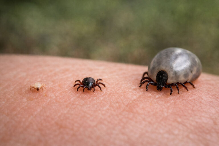 Larwa, nimfa i dorosły kleszcz