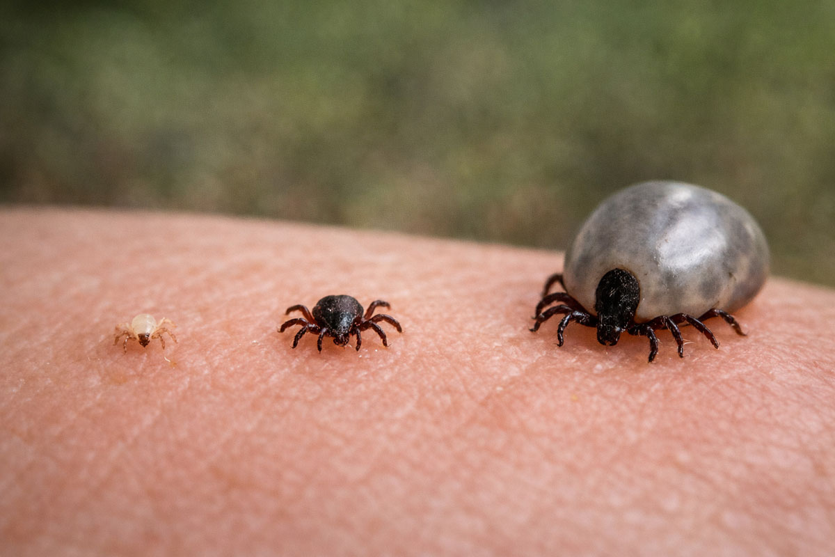 Larwa, nimfa i dorosły kleszcz